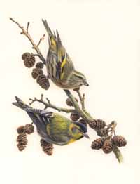 siskin & alder